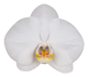 گل ارکیده فالانوپسیس کاس ماندو